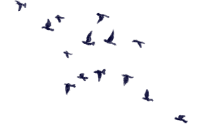img-bird